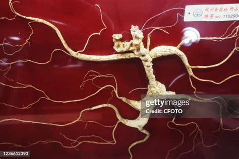 Ginseng King (1989) film online, Ginseng King (1989) eesti film, Ginseng King (1989) full movie, Ginseng King (1989) imdb, Ginseng King (1989) putlocker, Ginseng King (1989) watch movies online,Ginseng King (1989) popcorn time, Ginseng King (1989) youtube download, Ginseng King (1989) torrent download